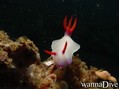 scuba diving photo
