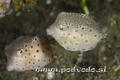 scuba diving photo
