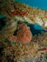 scuba diving photo