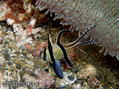 scuba diving photo
