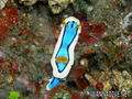 scuba diving photo