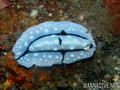 scuba diving photo