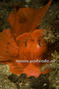 scuba diving photo