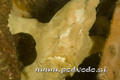 scuba diving photo
