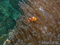scuba diving photo