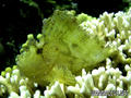 scuba diving photo