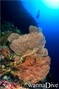 scuba diving photo