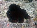 scuba diving photo