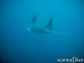 foto de buceo