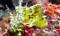 scuba diving photo