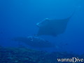 scuba diving photo
