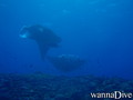 scuba diving photo