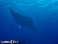 scuba diving photo
