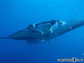 scuba diving photo