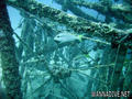 scuba diving photo