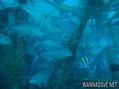scuba diving photo
