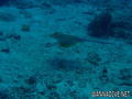 foto de buceo