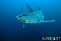 foto de buceo