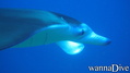 scuba diving photo