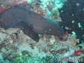 scuba diving photo