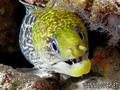 scuba diving photo