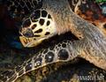 scuba diving photo