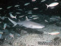 scuba diving photo