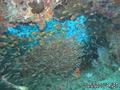 scuba diving photo