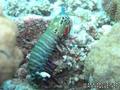 scuba diving photo