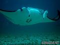 scuba diving photo