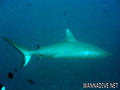 scuba diving photo