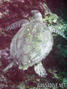 scuba diving photo