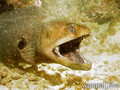 scuba diving photo