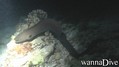scuba diving photo
