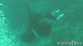 scuba diving photo