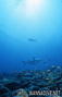 foto de buceo