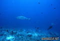 scuba diving photo