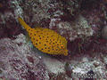 scuba diving photo