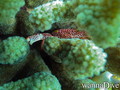 scuba diving photo