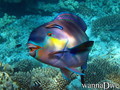 scuba diving photo