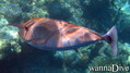 scuba diving photo