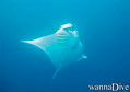 scuba diving photo
