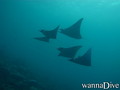 scuba diving photo