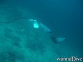 scuba diving photo