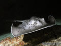 scuba diving photo