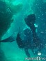 scuba diving photo