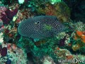 scuba diving photo