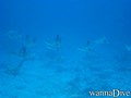 scuba diving photo