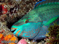scuba diving photo