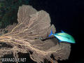 scuba diving photo